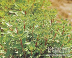 �������ߵĹ�Ч�c����