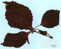 ���K�~�Ĺ�Ч�c����