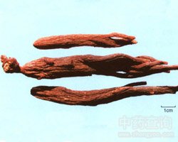 �t���Ĺ�Ч�c����