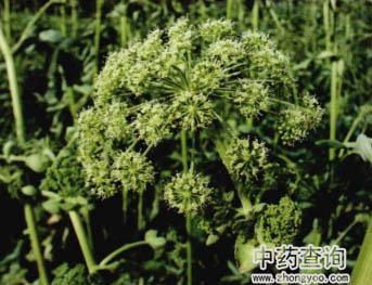 ����ԭֲ��DƬ