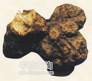 北蒼術(白術混淆品)