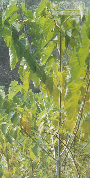 �˽Ǘ�ֲ��DƬ