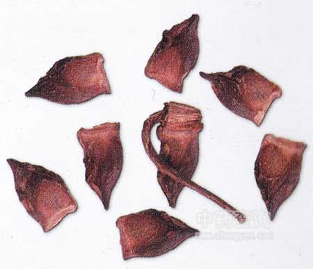 �˽������Ƭ�DƬ