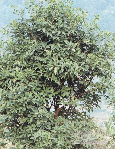 �˽�����ԭֲ��DƬ