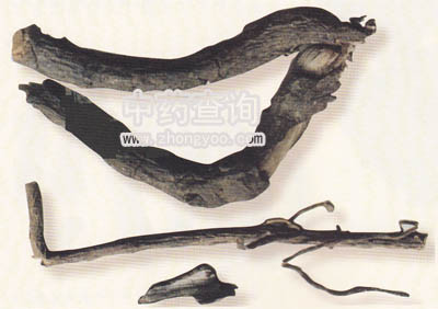 鐵砸散(巴戟天混淆品)