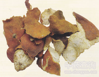陳皮藥材(當(dāng)年收集新鮮果實的干燥皮)