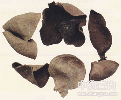 廣陳皮藥材(有儲存年數(shù)的陳舊干燥果皮)