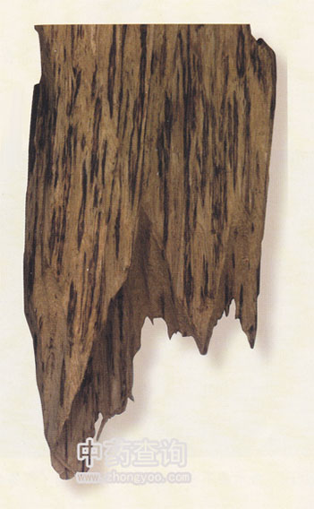 國產(chǎn)沉香(白木香)藥材