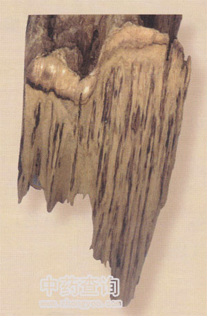 國產(chǎn)沉香(白木香)