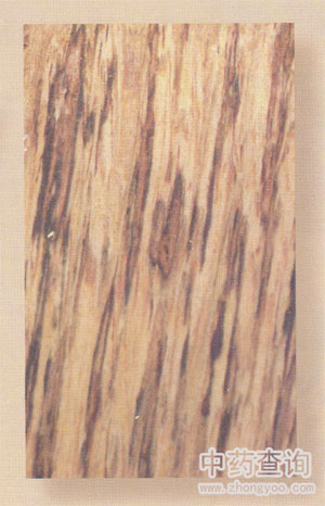 國產(chǎn)沉香(白木香)藥材放大圖