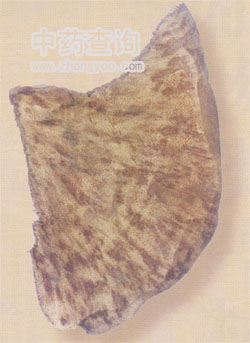 國產(chǎn)沉香(白木香)橫切面圖