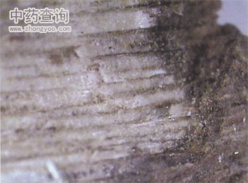 白木香不含樹脂的木材放大圖(沉香劣質(zhì)品)