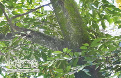 中藥沉香的源植物