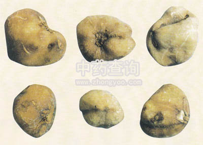 ����ɽ�ȹ�(��Ҋĸ����Ʒ)