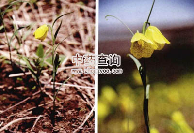 ���CؐĸԴֲ��