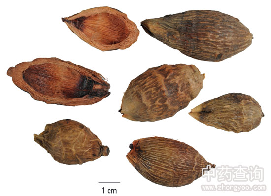 大腹皮藥材清晰大圖
