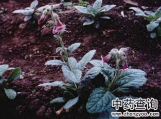 地黃原植物圖片