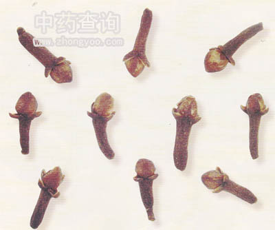 丁香藥材飲片