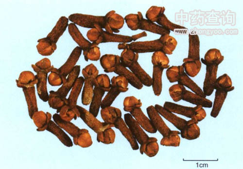 丁香藥材
