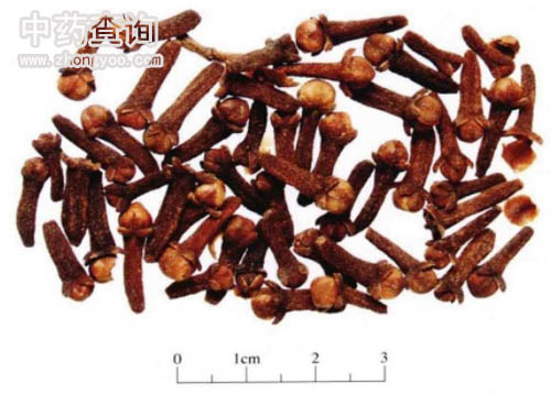 丁香藥材尺寸對比