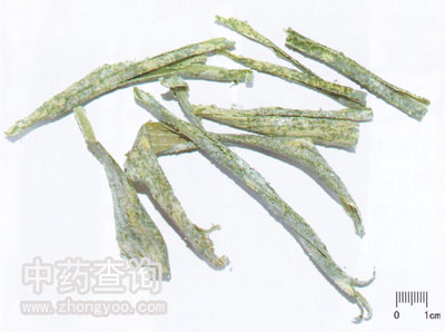 新鮮的冬瓜皮藥材