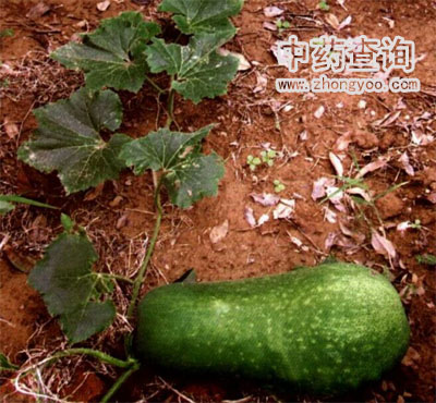 中藥冬瓜皮源植物