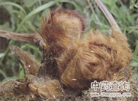 金毛狗脊新根根莖