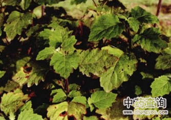 �V޽��ˎ��Դֲ��