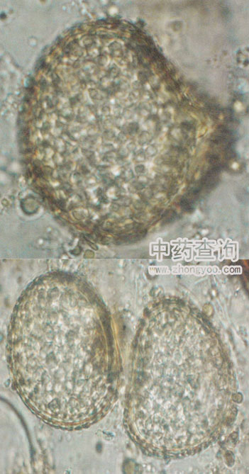 海金沙孢子顯微特征(放大圖)