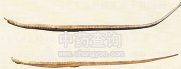 ���Ǻ���(��������Ʒ)