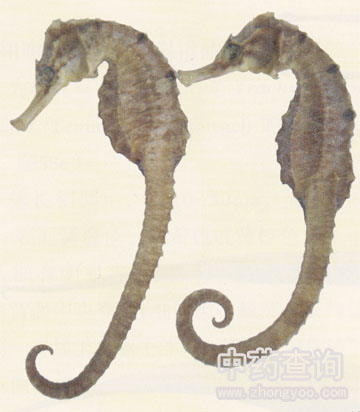 ���ߺ��Rˎ��