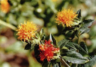 �t��Դֲ��ֲ��D