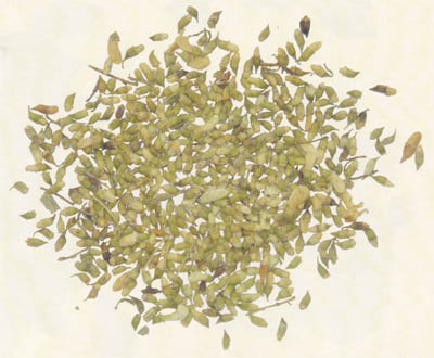 槐花藥材(槐米)