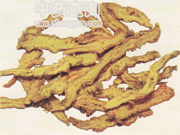 黃連藥材飲片(味連)