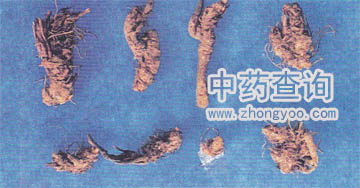 黃連藥材(野生味連)