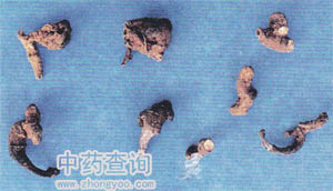 鐵破鑼(黃連混淆品)