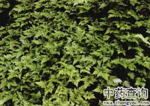 雅連藥材源植物三角葉黃蓮