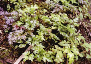 云連藥材源植物云南黃連