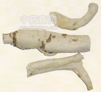 絲石竹(桔梗混淆品)