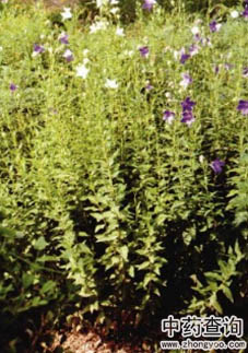 桔梗原植物圖片