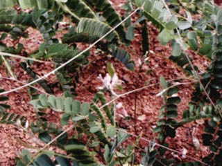 雞骨草源植物廣州相思子