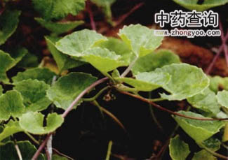 積雪草源植物葉子