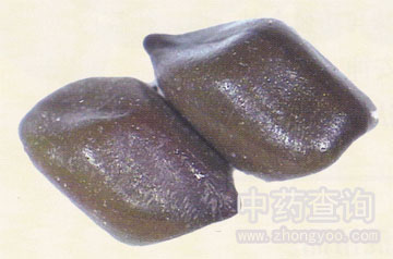 決明子藥材(放大圖)