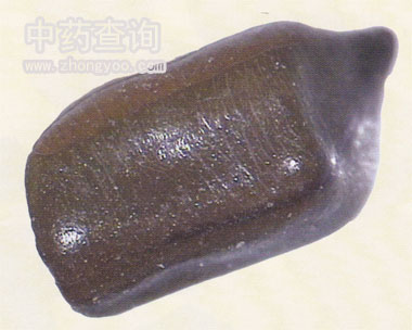 決明子藥材側(cè)面表面觀(放大圖)