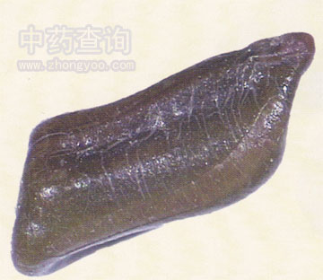 小決明藥材表面觀