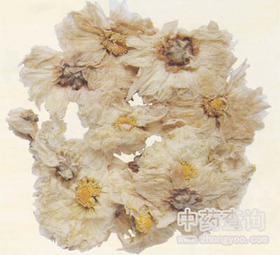 杭菊菊花藥材