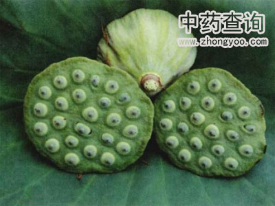 蓮子的源植物圖片