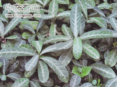 ��Ú�~ˎ��Դֲ��