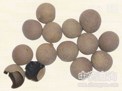 ���A��(�����۹���(sh��)�ĸ�Ʒ����ٷNƤ��������)