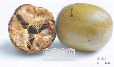 羅漢果藥材半剖面圖